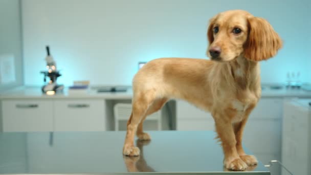純粋な品種のコッカー スパニエルが獣医クリニックでテーブルの上に立っています 犬は部屋を見て回る 背景に白い家具 顕微鏡 ラップトップ 高品質4K映像 — ストック動画