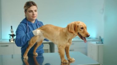 Eldivenlerdeki yetenekli genç veteriner ofisteki Cocker Spaniel 'in arka bacaklarını inceliyor. Köpek sabırla masanın üzerinde dururken, doktor bacak avuçlarını ovuşturur. Yüksek kalite 4k görüntü