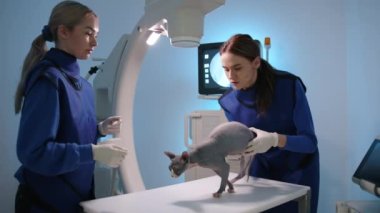 İki kadın veteriner, Sphynx kedisini röntgen sisteminde tıbbi muayene için hazırlıyor. Doktorlar kediyi masaya yatırdı, okşadı. Kedi sessiz davranır. Yüksek kalite 4k görüntü