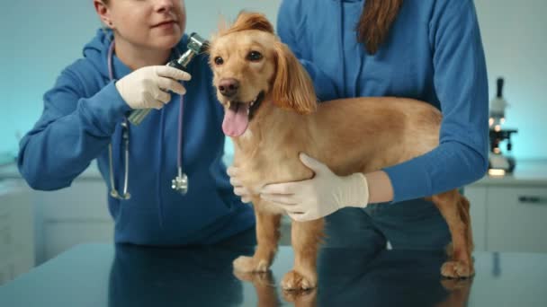 Процесс Обследования Ушей Кокер Спаниеля Двумя Ветеринарами Женского Пола Клинике — стоковое видео