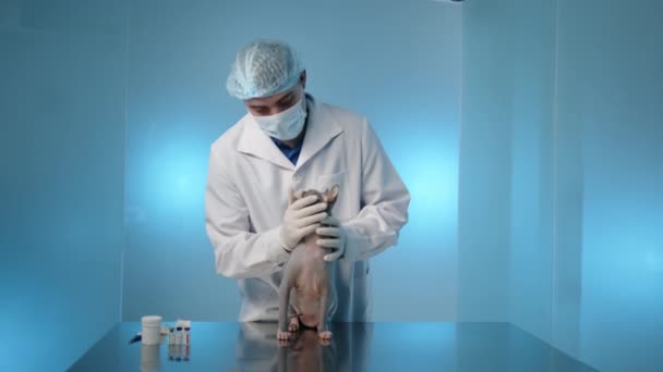 Чоловічий Ветеринар Медичній Масці Рукавичках Сукнях Розглядає Очі Кота Сфінкса — стокове відео