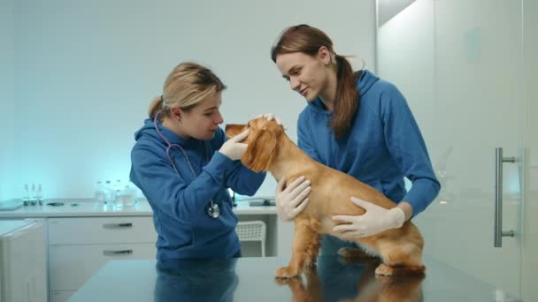 在现代诊所 年轻的女医生和女医生助理检查纯种公鸡犬 兽医检查耳朵 脖子和牙齿 而助手则抱着狗 高质量的4K镜头 — 图库视频影像