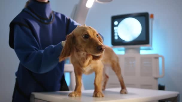 科克犬站在现代诊所兽医X光系统的桌子上 浑身哆嗦 戴手套的女兽医在宠物狗 监视器显示结果 高质量的4K镜头 — 图库视频影像