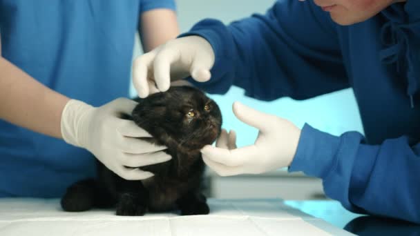 Чоловічий Ветеринар Оглядає Очі Дорослого Чорного Складеного Кота Сучасній Ветеринарній — стокове відео