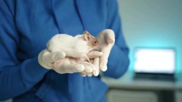 宠物老鼠坐在女兽医的手里 到处嗅嗅 有褐色斑点的白老鼠很活泼 很好奇 后面的笔记本电脑 高质量的4K镜头 — 图库视频影像