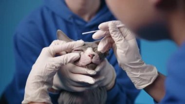 İki veteriner tarafından yetişkin Sphynx kedisinin göz muayenesi. Bir veteriner kedinin kafasını tutarken, diğer doktor pamuklu bez kullanarak gözünden madde alıyor. Yüksek kalite 4k görüntü