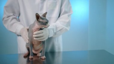 Laboratuvar önlüklü ve eldivenli yetenekli erkek veteriner Sphynx kedisi besliyor. Evcil hayvan sessizce masada oturuyor, heyecandan gözleri kapanıyor. Mavi arka plan. Yüksek kalite 4k görüntü