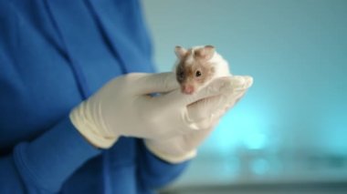 Veteriner, veteriner ve veteriner tarafından veteriner kliniğinde tutulan süslü fare. Veteriner fareyi okşuyor. Hayvan çok aktif ve etrafı kokluyor. Yüksek kalite 4k görüntü