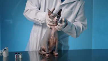 Yetişkin Sphynx kedisinin sağlık durumunu ilgili erkek veterinerlerden kontrol edin. Doktor gözleri muayene eder ve nazikçe boyun elle muayene eder. Kedi sessizce oturur. Yüksek kalite 4k görüntü