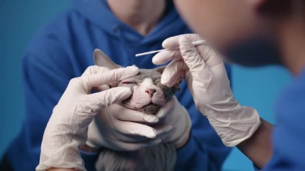 两名兽医对成年Sphynx猫进行眼科检查 一个兽医抱住猫的头 而另一个医生用棉签从一只眼睛里取出物质 高质量的4K镜头 — 图库视频影像