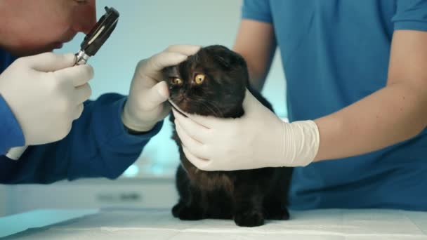 Férfi Állatorvos Végez Orvosi Vizsgálat Szemek Fekete Fold Macska Segítségével — Stock videók