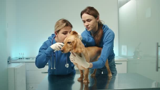 两名戴医疗手套的年轻女兽医对猎狗的耳朵进行医学检查 一个医生抱着狗 另一个兽医用耳镜 高质量的4K镜头 — 图库视频影像
