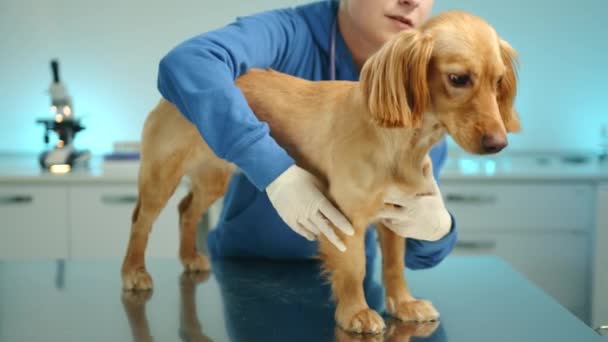 年轻的女兽医在办公室里对猎狗的前腿进行检查 医生抬起一只狗的一条腿 进行触诊 宠物站在桌子上 高质量的4K镜头 — 图库视频影像