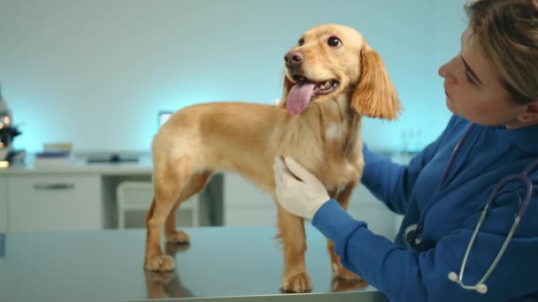 在现代办公室里 年轻的金发女兽医戴着手套 带着听诊器 爱抚小猎犬 狗站在桌子上伸出舌头 高质量的4K镜头 — 图库视频影像