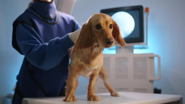 当宠物在兽医X光系统中接受检查时 女兽医正在爱抚这只狗 狗耐心地站在桌子上 监视器显示检查结果 高质量的4K镜头 — 图库视频影像