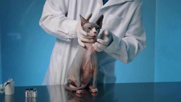 通过对男兽医的护理 对成年Sphynx猫的健康状况进行检查 医生检查眼睛 轻柔地进行颈部触诊 猫静静地坐着 高质量的4K镜头 — 图库视频影像