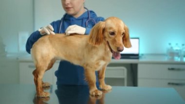 Eldivenli genç bayan veteriner modern veteriner kliniğinde cocker spaniel omurga muayenesi yapıyor. Köpek masanın üzerinde sabırla duruyor, dili dışarı sarkıyor. Yüksek kalite 4k görüntü