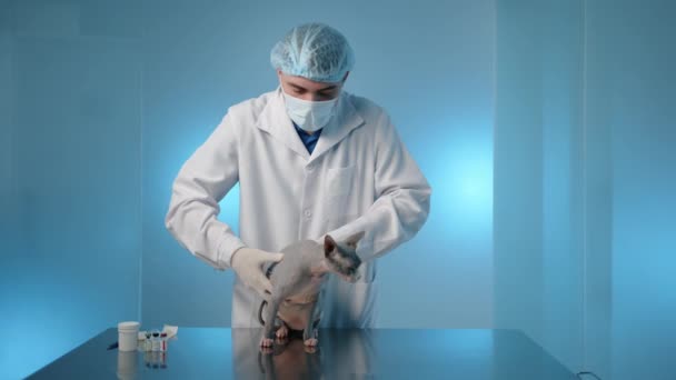 医療用ガウンの若い男性の獣医は診療所でスフィンクス猫の胃の麻痺を実行します 猫はテーブルの上にあり 静かに動作します 背景はブルー 高品質4K映像 — ストック動画
