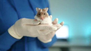 Tıbbi eldiven giyen kadın veteriner klinikte kahverengi benekli evcil beyaz fare tutuyor. Fare sessizce oturur ve etrafı koklamaya başlar. Yüksek kalite 4k görüntü