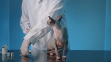 Erkek veteriner Sphynx Cat 'e enjeksiyon yapıyor. Pet klinikteki masada oturuyor. Doktor iğneyi vücudun arkasına sokuyor. Yüksek kalite 4k görüntü