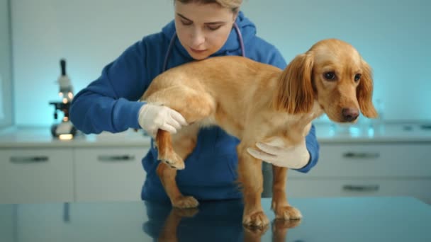 Молодая Женщина Ветеринар Осматривает Передние Задние Ноги Кокер Спаниеля Клинике — стоковое видео