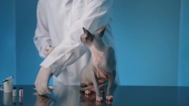 Férfi Állatorvos Beadja Injekciót Szfinx Macskának Kisállat Asztalon Klinikán Orvos — Stock videók