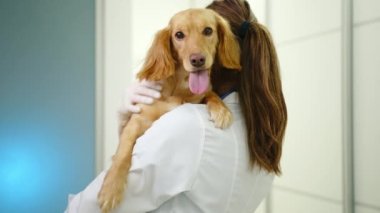 Laboratuvar önlüklü kadın veterinerin elinde cocker spaniel tutuşu. Doktor köpeği okşadı. Köpeğin önü. Hayvan kameraya bakar, dili dışarı sarkır. Yüksek kalite 4k görüntü
