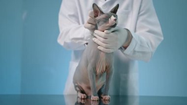 Laboratuvar önlüklü ve eldivenli erkek veteriner modern klinikte yetişkin Sphynx kedisi besliyor. Kedi masaya oturur ve zevkle gözlerini kapatır. Mavi arka plan. Yüksek kalite 4k görüntü