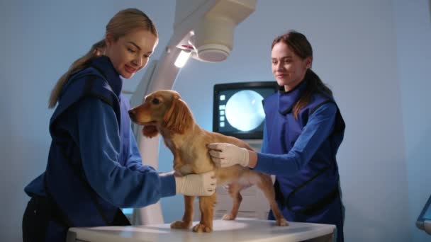 Två Unga Leende Hondjur Undersöker Cockerspaniel Veterinärröntgen Hund Står Ser — Stockvideo