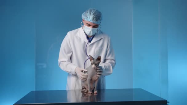 由男性兽医对成年Sphynx猫进行体格检查的过程 戴着医用手套 帽子和实验室外套的医生用听诊器倾听心脏 高质量的4K镜头 — 图库视频影像