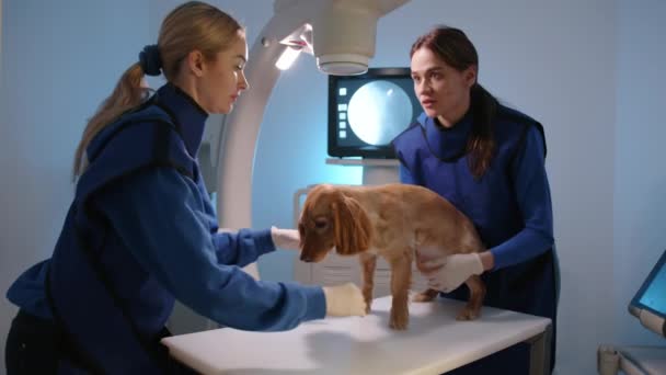 Процесс Медицинского Обследования Кокер Спаниеля Ветеринарной Рентгеновской Системе Две Женщины — стоковое видео