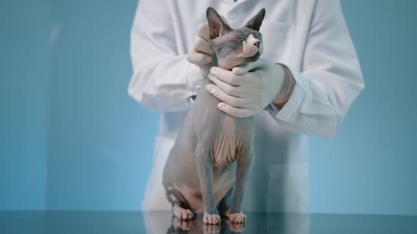 Homme Vétérinaire Blouse Laboratoire Gants Animaux Adultes Chat Sphynx Dans — Video