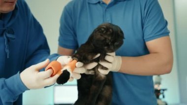 Veteriner kliniğinde siyah yetişkin kedinin ön bacağını elastik bandajla bandajlayan iki veteriner. Bir doktor kediyi tutuyor, diğeri bacağında yara bandı. Yüksek kalite 4k görüntü