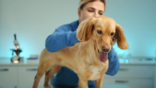 女性可愛い若い獣医がクリニックでチンポスパニエルの身体を麻痺させます 医者は頭で星を付け 犬の後ろに移動します ペットはテーブルの上に立っている 高品質4K映像 — ストック動画