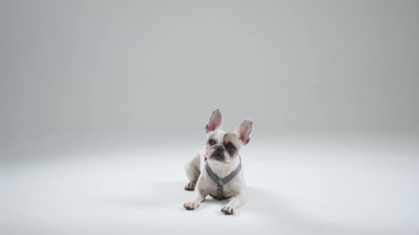 Profilbild Vit Fransk Bulldogg Som Ligger Golvet Och Tittar Kameran — Stockvideo