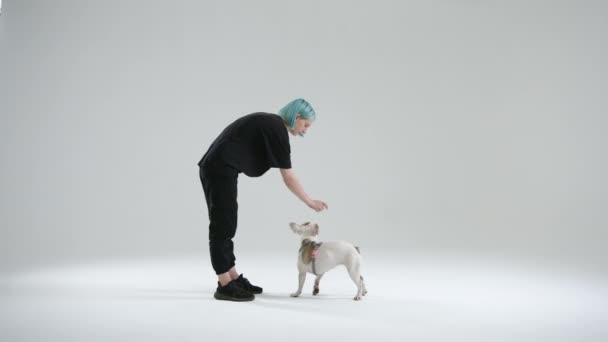 Französische Bulldogge Führt Das Drehkommando Aus Das Auf Gesten Weiblicher — Stockvideo