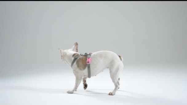 Maestro Del Bulldog Francés Utiliza Comando Giro Con Gesto Mascota — Vídeo de stock