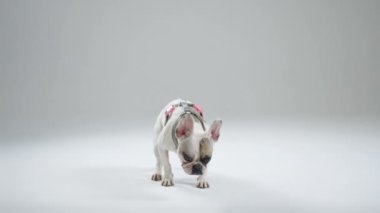 Fransız Bulldog 'un tam pozu iniş komutunu veriyor. Beyaz arka plan. Komuta, özellikle tehlikeli durumlarda köpek hareketlerini durdurmak için kullanılır. Yüksek kalite 4k görüntü