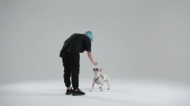 Fransız bulldog eğitiminde işaret levhasıyla işaretleme işlemi. Kadın efendi oturma komutunu kullanır ve evcil hayvanı bırakır. Komut tamamlandı. Yüksek kalite 4k görüntü