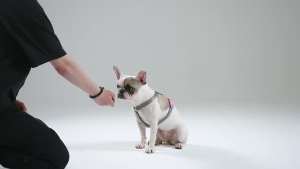 行動調整のための特別な装置であるクリッカーを使用してコマンドを実行する若い女性のマスタートレーニングフランスのブルドッグ 犬は報酬として食物を得る 高品質4K映像 — ストック動画