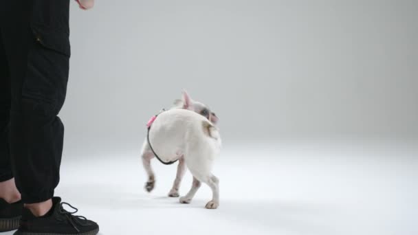 Franska Bulldog Utför Spinnkommandot Stimulering Grund Livsmedel Befälhavaren Gör Rond — Stockvideo
