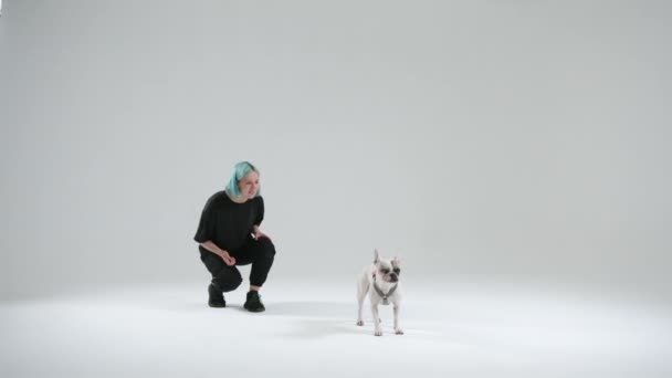 Processus Entraînement Bulldog Français Aide Commandement Venu Par Une Jeune — Video