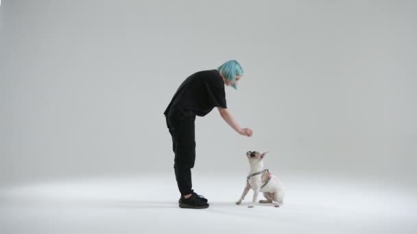 フランスのブルドッグはジャンプせずに指揮を執った ペットは後ろ足に立っている 主人は犬が手から食べ物を与えることに報酬を与える 高品質4K映像 — ストック動画