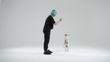 Genç bayan usta, Fransız bulldog 'unu eğitirken üst komutayı kullanıyor. Evcil hayvan yüksek atlama komutunu yerine getirir. Kadın ödül olarak yemek veriyor. Yüksek kalite 4k görüntü