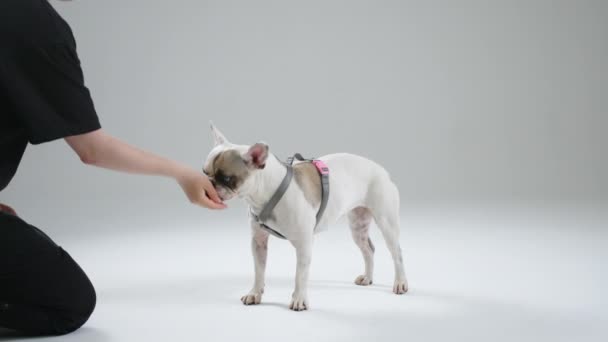 Французький Бульдог Виконує Наказ Який Використовується Зупинки Руху Собаки Особливо — стокове відео