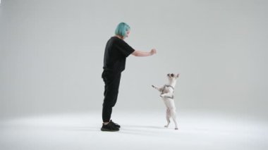 Genç bayan üstat Fransız bulldog 'unu zıplamadan komutayı kullanarak eğitiyor. Köpek arka ayakları üzerinde durur ve kadın evcil hayvana yiyecek ile davranır. Yüksek kalite 4k görüntü