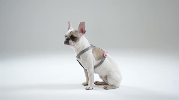 Perfil Del Bulldog Francés Sentado Mirando Directamente Cámara Mascota Inclina — Vídeos de Stock