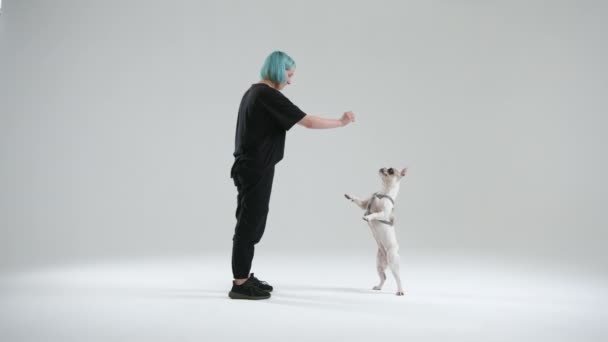 若い女性のマスターはジャンプせずにアップコマンドを使用してフランスのブルドッグを訓練します 犬は後ろ足に立ち 女性はペットを食べ物で扱います 高品質4K映像 — ストック動画