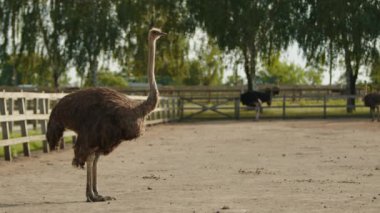 Yükselen yüksekliğe sahip yetişkin devekuşları güneşli bir günde özel bir hayvanat bahçesinde çitlerle çevrili bir yerde huzur içinde vakit geçiriyorlar. Dünyanın en büyük kuşu. Yüksek kalite 4k görüntü