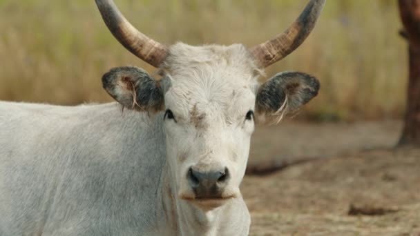 Huge Mature Female Cattle Large Horns Ears Watching Attentively Behaving — Stock Video
